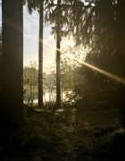 Lichtstimmung am Kuttelbacher Teich